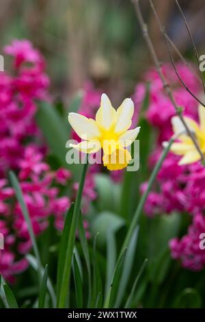 Narzisse. Narzissen zwischen rosa Hyazinthen in einer Gartenkante. UK Stockfoto