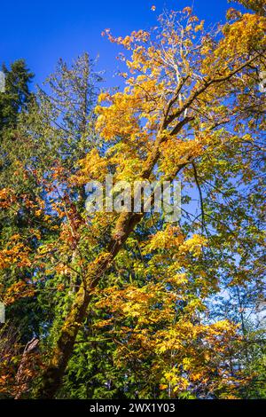 Das Bainbridge Island Japanese American Exclusion Memorial Stockfoto