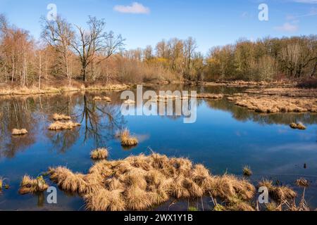 Das Billy Frank Jr. Nisqually National Wildlife Refuge im US-Bundesstaat Washington Stockfoto