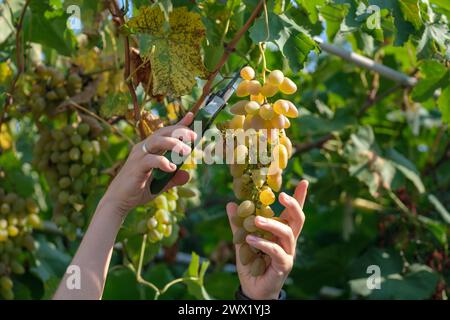 Nahaufnahme der Hände des Arbeiters, die während der Weinlese im italienischen Weinberg weiße Trauben von Reben schneiden. Herunterladen Stockfoto