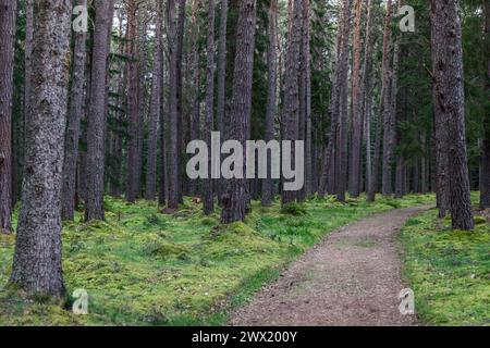 Ein gewundener Pfad durch einen dichten schottischen Kiefernwald lädt zum Erkunden ein. Der Weg wird von hohen Kiefern und einer lebhaften Unterschicht flankiert Stockfoto