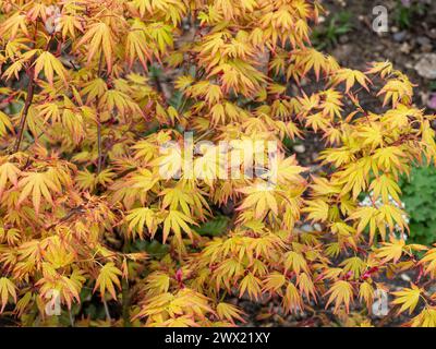 Das leuchtend orange gelbe Frühlingslaub des japanischen Ahornholzes Acer palmatum „Orange Dream“ Stockfoto