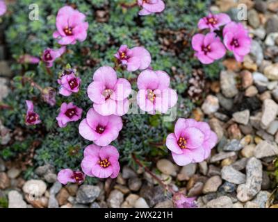 Die zarten, tiefrosa/violetten Blüten der Kabschia saxifrage, Saxifraga „Nancy Eye“ Stockfoto