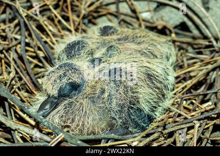 Kleine Babytauben werden Jungvögel und Küken genannt. Tauben sind zwar häufig zu sehen, aber Babytauben sind oft verborgen, daher ist es nicht üblich, sie zu sehen Stockfoto