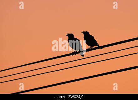 Silhouetten von zwei Myna-Vögeln, die auf einem Draht gegen den Sonnenuntergangshimmel sitzen. Dieses Foto wurde aus Chittagong, Bangladesch gemacht. Stockfoto