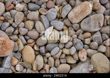 Nahaufnahme von kleinen Steinen an einem Strand mit einer Muschel Stockfoto