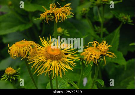 Nahaufnahme einer Elekampanblüte mit grünen Blättern im Hintergrund Stockfoto