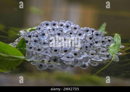 Neu liegender Froschspawn des Gemeinen Frosches, Rana temporaria Stockfoto