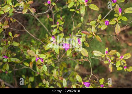 Blühender rosafarbener Rhododendron im Garten, Nahaufnahme, selektiver Fokus Stockfoto