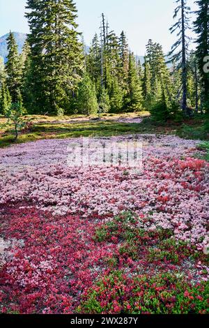 Eine vertikale Aufnahme von roten und rosa Herbstbüschen und Pflanzen auf einer alpinen Wiese im Herbst mit Nadelbäumen im Hintergrund Stockfoto