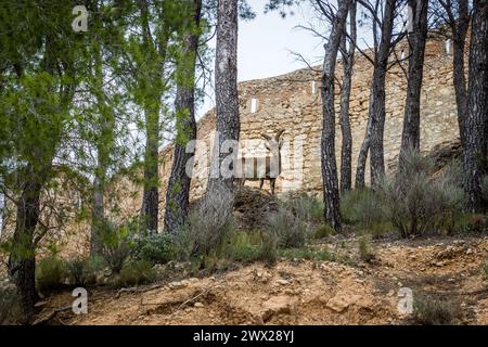 Westspanischer Steinbock in freier Wildbahn Stockfoto