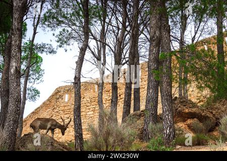 Spanischer Steinbock in freier Wildbahn Stockfoto