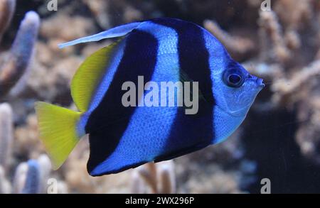 Wimpelkorallfisch als Schönheitstier aus dem Roten Meer Stockfoto