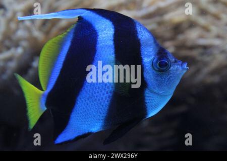 Wimpelkorallfisch als Schönheitstier aus dem Roten Meer Stockfoto