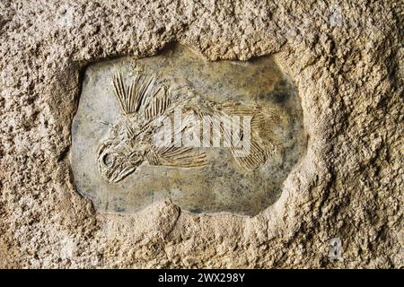 Latimeria-Fischfossil als sehr schöner geschichtlicher Hintergrund Stockfoto