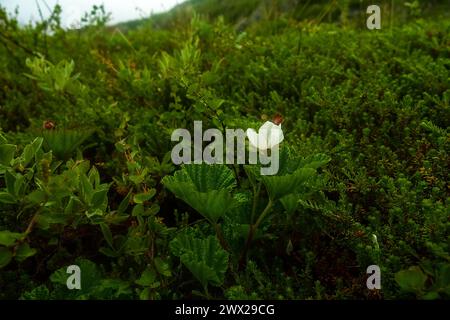 Berghaspberry (Rubus chamaemorus) blüht an der Ostküste Skandinaviens, der Barentssee. Die Biocenose wird als Wolkenbeeren-Heidelbeeren-tun bezeichnet Stockfoto