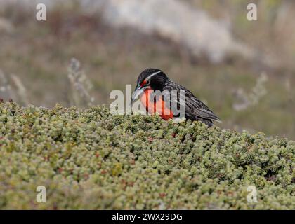 Meadowlark Long-tail (Leistes loyca), Männchen auf der Suche nach Nahrung, Carcass Island, Falklands, Januar 2024 Stockfoto