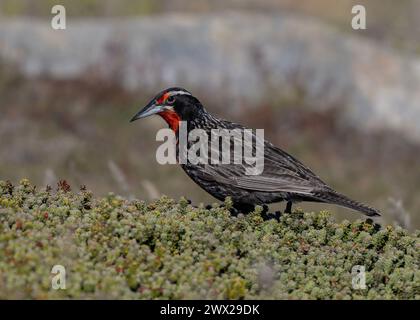 Meadowlark Long-tail (Leistes loyca), Männchen auf der Suche nach Nahrung, Carcass Island, Falklands, Januar 2024 Stockfoto