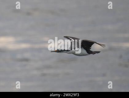 Shag Imperial (Phalacrocorax ariceps) (Falklands-Unterart) im Zuchtgefieder, im Flug über das Meer um Carcass Island, Falklands, Januar Stockfoto