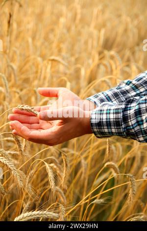 Ein vertikales Bild mit den Händen eines männlichen Bauern, der reife Weizenpflanzen auf einem sonnengeküssten Sommerfeld sorgfältig inspiziert. Vertikal. Stockfoto