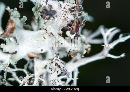 Epiphytenflechte (Blattform) an Rinde der Weißbirke (Betula verrucosa) als Phorophyt. Struktur der Birkenrinde (physikalische Eigenschaften, chemische Zusammensetzung, Stockfoto