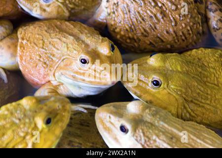 Chinesischer Bullfrog (Hoplobachus rugulosus) - Diese Frösche werden in Südostasien künstlich für die Nahrung gezüchtet. Thailändischer Markt. So genannte Feuchtmärkte Stockfoto