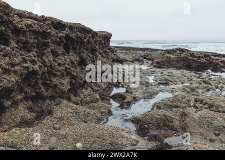 Felsen auf Filey Brigg bei Ebbe an der wunderschönen Yorkshire Coast in England. An einem bewölkten Tag mit grauem Himmel und vielen Felsbäumen herum. Stockfoto