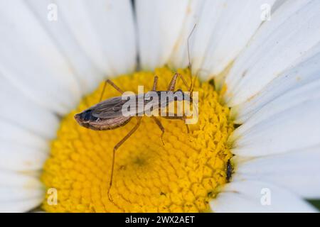 Rotbraune Sichelwanze, Sichelwanze, Blütenbesuch auf Margerite, Nabis rugosus, gemeine Jungfrauenkäfer, Jungfrauenkäfer, gemeiner Damselkäfer, Sichelwanzen, Nabidae Stockfoto