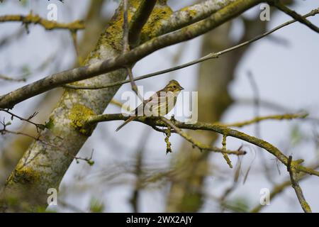 Weibliche Gelbhammerin (Emberiza Citrinella) auf einem Baum, Cambridgeshire, Großbritannien Stockfoto