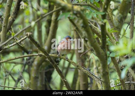 Männliche Buchbeins (Fringilla coelebs) in einer Hecke im frühen Frühjahr, Cambridgeshire, Großbritannien Stockfoto