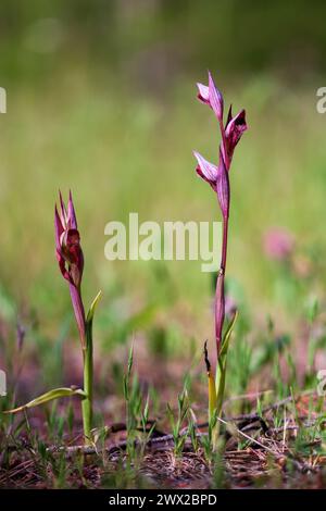 Serapias mit langen Lippen oder Plow-Share Serapias (Serapias vomeracea) Stockfoto