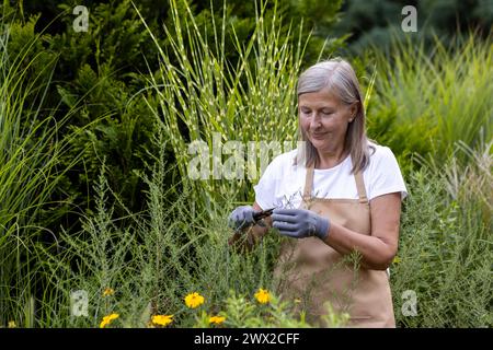 Foto einer älteren grauhaarigen Frau, die mit einer Schürze und Handschuhen gekleidet ist, im Garten arbeitet, mit ihren Händen das Gras schneidet, sich um die Pflanzen kümmert. Stockfoto