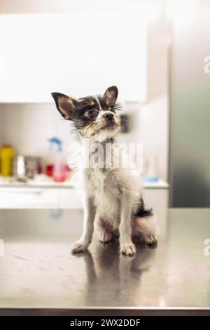 Ausdrucksstarker junger und entzückender Mischlingshund, der auf dem Tisch im Veterinärbüro sitzt Stockfoto