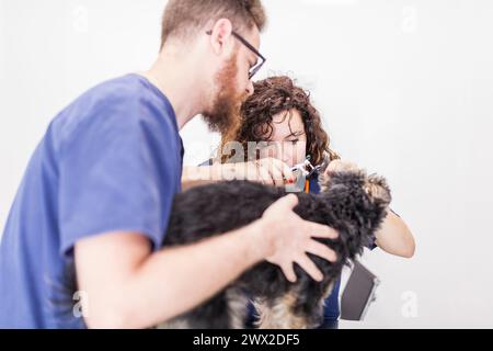 Zwei Tierärzte, Mann und Frau, die ärztliche Untersuchung eines kleinen Hundewelpen in der Konsultation durchführen. Stockfoto