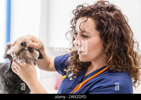 Tierärzte führen eine Routineuntersuchung eines Hundes durch, der das Herz mit einem Stethoskop auf einem Tisch in einem modernen Büro eines Tierarztes hört Stockfoto