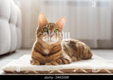 Eine bengalische Katze sitzt auf einem weichen, flauschigen Teppich. Schöne reinrassige Katze auf dem Boden im Wohnzimmer. Stockfoto