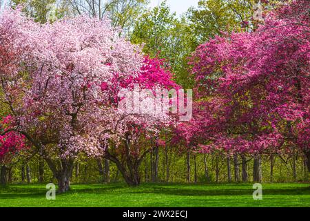 Blühende Crabapple Trees (Malus) im Arboretum der Royal Botanical Gardens, Hamilton, Ontario, Kanada Stockfoto
