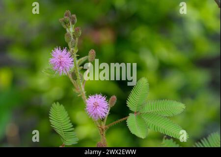 Mimosa pudica Blüten und Blätter Stockfoto