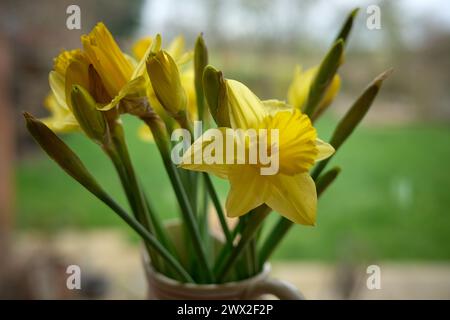 Narzissen im Frühjahr Stockfoto