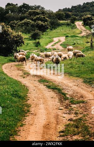Eine Schafherde schlendert gemütlich entlang einer kurvenreichen Schotterstraße, die durch eine üppige grüne Landschaft führt Stockfoto