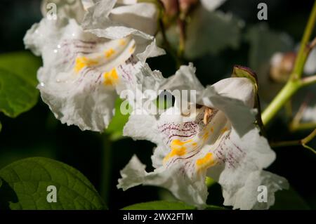 Nördliche Catalpa-Nahaufnahme der Blütenblüten Stockfoto