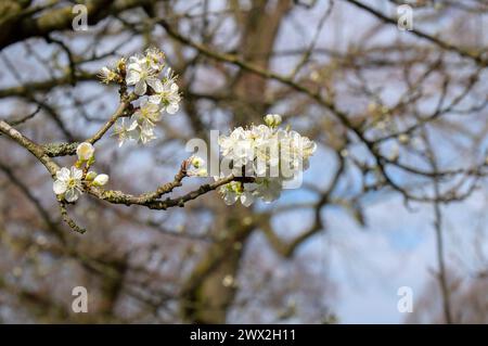 Nahaufnahme Prunus Domestica Opal In Amsterdam, Niederlande 19-3-2024 Stockfoto