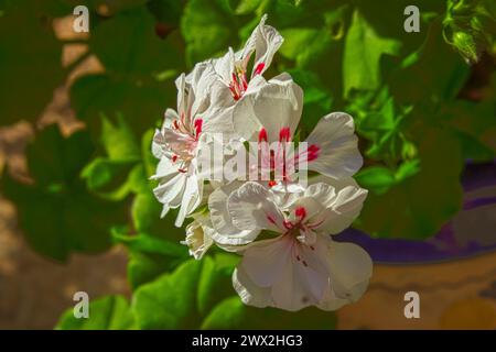 Pelargonium peltatum Ivy Geranium Stockfoto