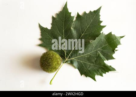 London Platane Baum, Platanus x Hispanica Blatt und Samenkopf auf weißem Hintergrund Stockfoto