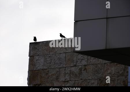 Vögel im Getty Art Museum, Los Angeles, Kalifornien, USA. Stockfoto