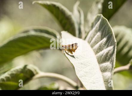 Ein feuriger Skipper (Hylephila phyleus) auf einem Blatt in Kolumbien Stockfoto