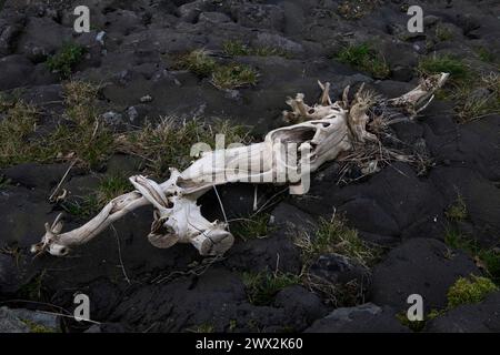 Drift Wood Under Humber Bridge, nahe Kingston upon Hull, East Riding of Yorkshire, England, März 2024 The Humber Bridge, nahe Kingston upon Hull, EAS Stockfoto