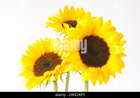 Gruppe von drei Sonnenblumen auf weißem Hintergrund. Stockfoto