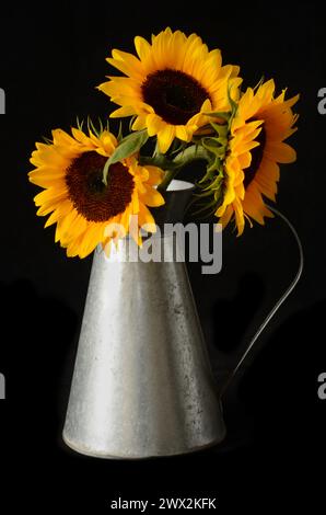 Gelbe Sonnenblumen in einer Blechvase. Dunkler Hintergrund. Stockfoto