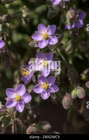 Felsenmeer-Sporen Spergularia rupicola wächst an der Küste von Anglesey in Nordwales Stockfoto